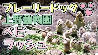 Tokyo Ueno Zoo is full of baby prairie dogs!