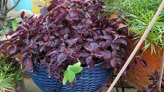 Beautiful Permanent Colourful Plant Lalsa/Loropetalum