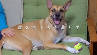 犬のいる暮らしvlog｜大型犬の散歩｜嬉しい来訪者