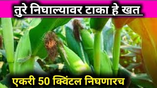 मका पिकास शेवटचे खत कोणते द्यावे | 50 क्विंटल मक्का पाहिजे टाका हे खत