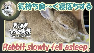 気持ち良～く寝落ちする【 ウサギのだいだい 】　2018年9月13日