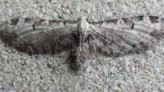 Tawny Eupithecia Moth (Geometridae: Eupithecia ravocostaliata) on Wall