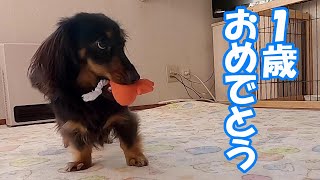 【カニンヘンダックス】1歳のお誕生日におもちゃをプレゼントしました♪（プルートの日常動画／dachshund）