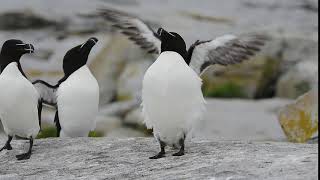 Razorbills