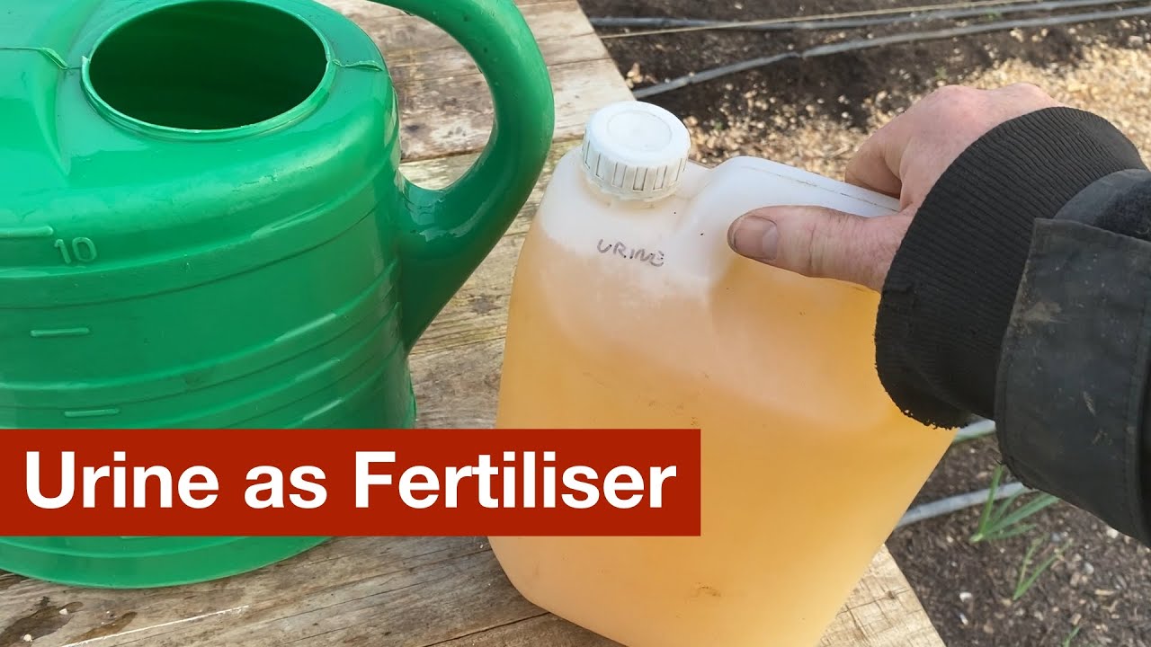 Using Urine As Fertiliser Youtube