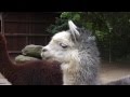 Zoo Frankfurt - Sweet Alpacas in HD