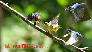 Crimson-breasted flowerpecker 绯胸锯齿啄花鸟 \u0026 橙腹啄花鸟 Orange  bellied flowerpecker   HD 1080p