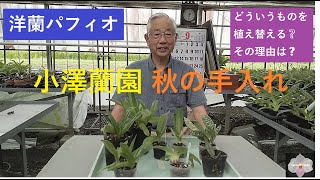 洋蘭パフィオ小澤蘭園秋の手入れ