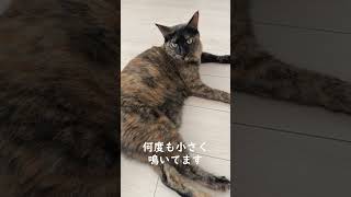 サビ猫がどれだけ甘えん坊な性格かよくわかる朝のルーティン #shorts