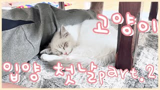 랙돌 첫 입양ㅣ이렇게 적응이 빨라도 되는건가 슈퍼적응냥이