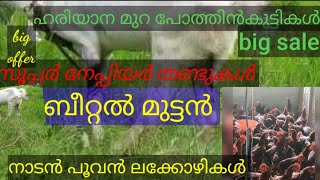 ബീറ്റൽ മുട്ടൻ  നാടൻപൂവൻ കോഴികൾ    സൂപ്പർ നേപ്പിയർ തണ്ടുകൾ