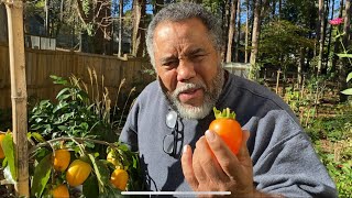 Harvesting Hachiya Persimmons \u0026 Taste Test