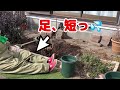 【庭仕事】バラを移植しました！