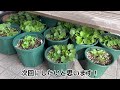 【庭仕事】バラを移植しました！