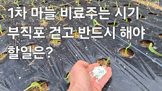 1차 마늘 비료 주는시기와 방법. 2차, 3차 마늘 추비시기 간격은? 3:3 법칙