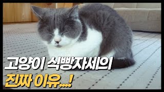 고양이 식빵 자세를 하는 진짜 이유