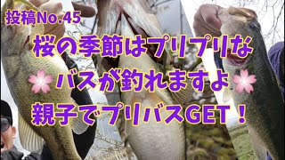 投稿No.45  桜の季節はプリプリなバスが釣れますよ！親子でプリバスGET！