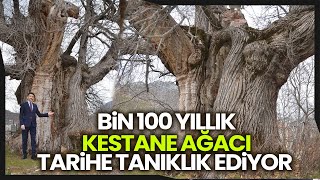 Bin 100 Yıllık 'Tescilli Kestane Ağacı' Hüzünlü Hikayesi İle İlgi Çekiyor