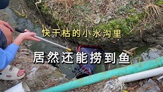 快干枯的小水沟里居然还能捞到鱼