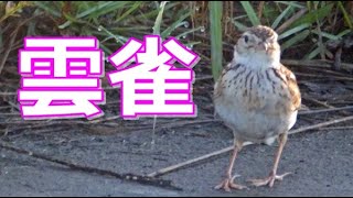 鳴き声 ヒバリ Skylark