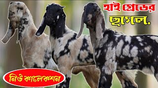 ✅✅হাই কোয়ালিটি ছাগলের নিউ লট | বিটল হরিয়ানা তোতা সহ উন্নত মানের খামার উপযোগী ছাগলের দাম জানুন✅✅