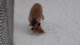 (4K) 北海道赤狐 Vulpes vulpes schrencki@北見狐狸村