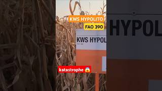 KWS HYPOLITO #kws 🇩🇪 #corn Demo in Serbia 🇷🇸 not to buy. #pioneer #agriculture #farming