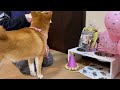 【柴犬】5歳の誕生日！大好きな愛犬を盛大にお祝いしました！