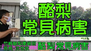 #竹崎酪梨產銷班#班長沈世政#酪梨常見病害