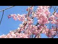 2018.0324 水火天満宮 奥の枝垂れ桜　japan kyoto suikashrine s cherry blossom