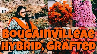 Bougainvillea all varieties # new hybrid varieties #viralvideo