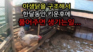 야생닭을 구조해서 한달키운후 풀어주면 생기는일What will happen if you rescue a wild chicken and release it after a month?