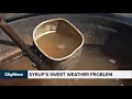 warmer temperatures disrupting maple syrup production