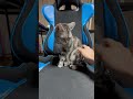 猫に椅子さえ盗られる飼い主 shorts