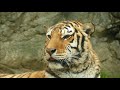 2018.3.6 amur tiger　アムールトラ　ナナ（19歳♀）　日々穏やかに過ごす no.2　（日本平動物園）