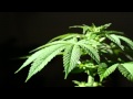 Rootz Underground - Herb Fields