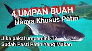 UMPAN ALAMI IKAN PATIN || UMPAN JITU IKAN PATIN LIAR