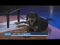 Ask the Expert: dog park etiquette