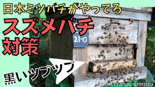 スズメバチ対策【日本ミツバチ】秋の巣箱見回り👀✨巣門ガードで安心なミツバチたち🐝黒いツブツブでスズメバチのニオイを消しているらしい😆❣️