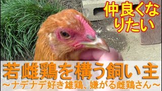 若雌鶏を構う飼い主～名古屋コーチンの雄鶏はナデナデ好き、メスは嫌う～