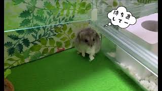 くわえた床材をどこに持って行こうか迷うハムスター#ペット #ジャンガリアン #hamster