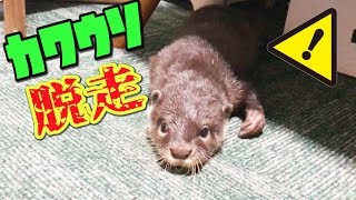 とうとうカワウソが脱走しました【しゃもじ】