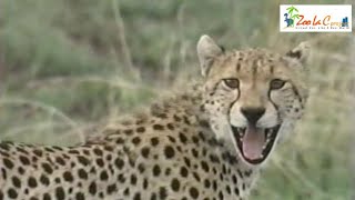 親離れしたチーター兄弟とハイエナ　Wild Animals in Africa / Young cheetahs distanced themselves from their mother.