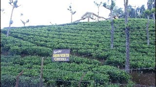 Tea Factory Ooty - Tamil Nadu