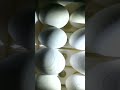 Video 14 - How to incubate goose eggs - day 13.