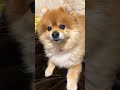 起きてる時もかわいい。 わんこ 癒し わんこ動画 ポメラニアン 日常 cute かわいい犬 可愛い