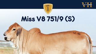 Miss V8 751/9 (S) Brahman Heifer from Made for Magic VII Online Sale