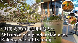 [Shizuoka] All you can eat kiwi! ︎Kakegawa sightseeing, famous for tea production