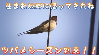 寒冷地にもツバメがきました！2021/03/24