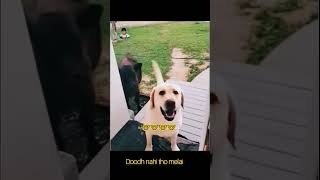 Malik Doodh Nahi Tho Melai 😂 ||Dog Rock Malik Shock 😲|| #shortsfeed #comedyvideo #viralvideo #funny